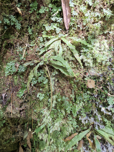 Strap fern (Notogrammitis pseudociliata)
