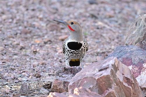 Gilded Flicker (Colaptes chrysoides), photo 4