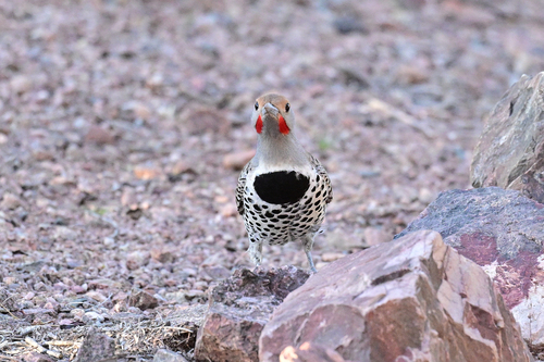 Gilded Flicker (Colaptes chrysoides), photo 5