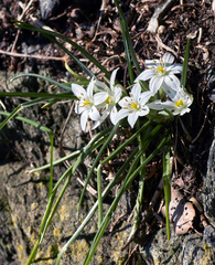 Ornithogalum