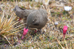 Chalcostigma olivaceum