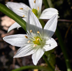 Ornithogalum