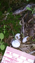 Sonorella allynsmithi