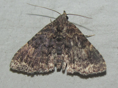 Metalectra miserulata