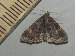 Metalectra miserulata