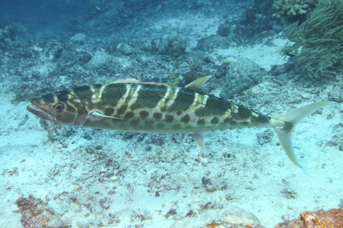 Couta (Grammatorcynus bicarinatus) — Scombridae — 4