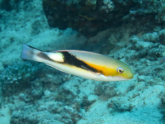 Jordan's Tuskfish photo 1
