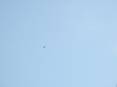 Streptoprocne zonaris