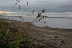 Festuca viviparoidea