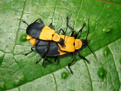 Chauliognathus dimidiatus
