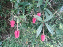 Crinodendron hookerianum