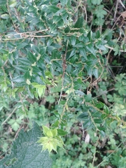 Gaultheria phillyreifolia