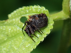 Wagneriana