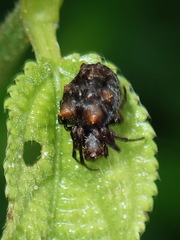 Wagneriana