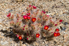 Austrocylindropuntia shaferi