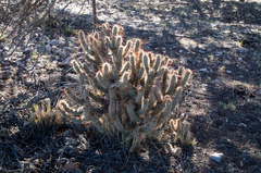 Austrocylindropuntia shaferi