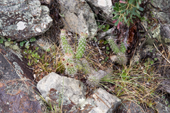 Austrocylindropuntia shaferi