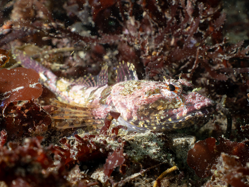 Coralline sculpin (Artedius corallinus) — Cottidae — 5