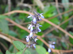 Salvia mocinoi