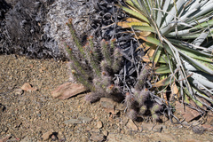 Austrocylindropuntia shaferi