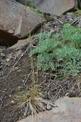 Festuca viviparoidea