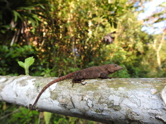 Anolis spilorhipis