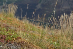 Festuca viviparoidea