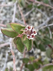 Euphorbia tomentulosa