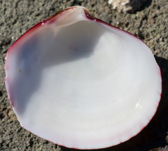 Semele decisa