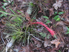 Tillandsia punctulata