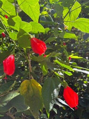 Malvaviscus penduliflorus observed 2026-02-04
