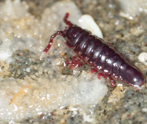 Colidotea rostrata