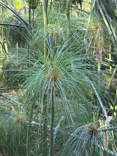 Cyperus papyrus observed 2026-02-04