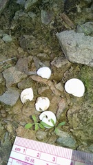 Sonorella allynsmithi