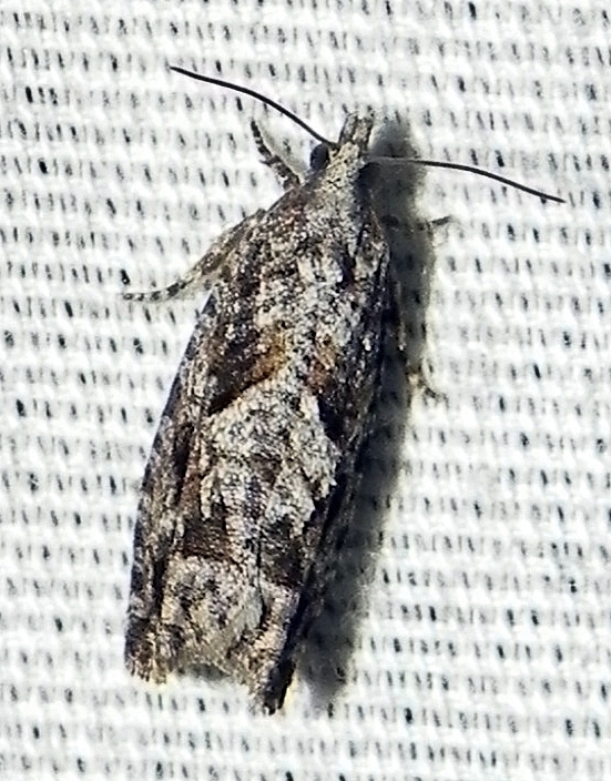 Gretchena amatana