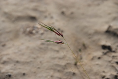Festuca viviparoidea