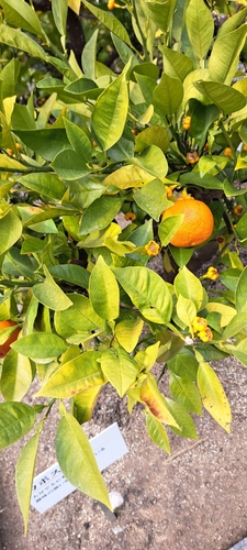 Citrus sphaerocarpa iNat (2)