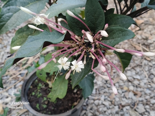 Starburst Bush