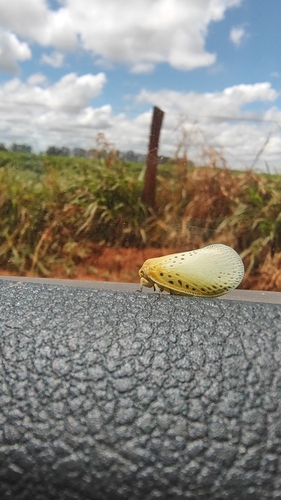 Poekilloptera phalaenoides