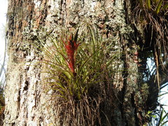 Tillandsia punctulata