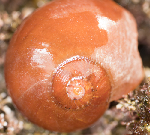 Norrisia norrisii