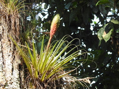 Tillandsia lampropoda