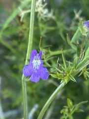 Sairocarpus watsonii