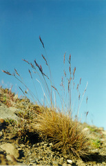 Festuca viviparoidea