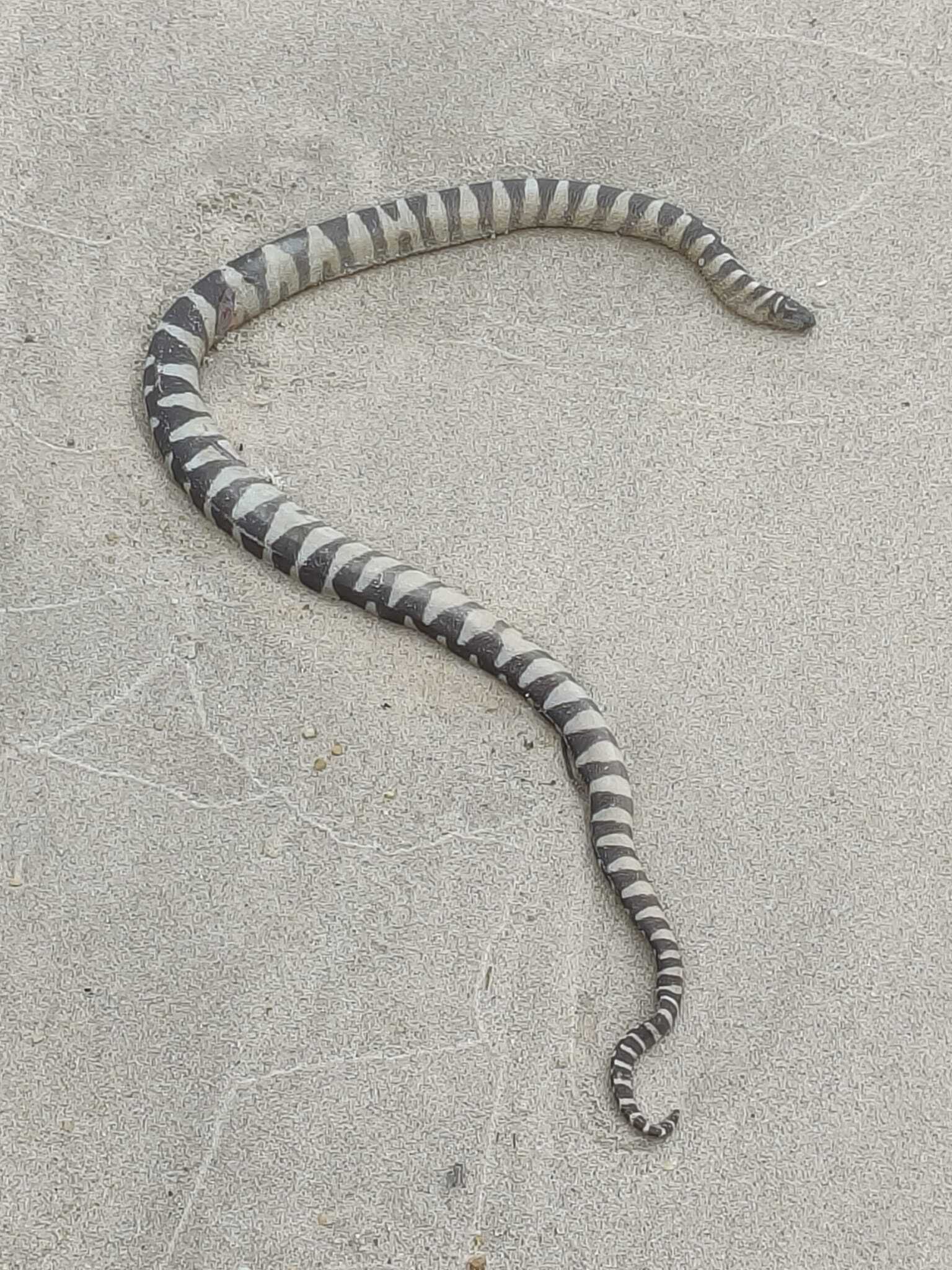Acrochordus granulatus (Schneider, 1799)