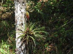 Tillandsia lampropoda