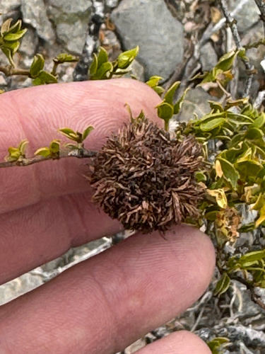 Unknown species found near La Luz, NM, US