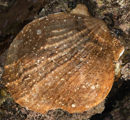 Crassadoma gigantea
