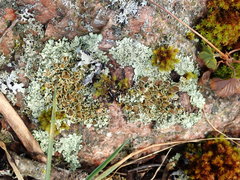 Xanthoparmelia stenophylla