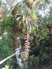 Tillandsia eizii